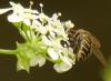 Parasyrphus punctulatus